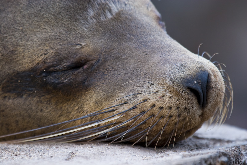 Galápagos Sealion